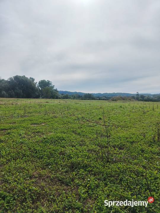 Wydzierzawie działkę Kielnarowa 30 arów 3000m2