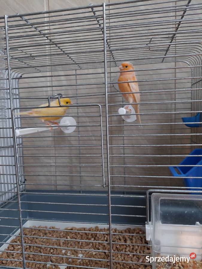 Kanarki samce samice pary