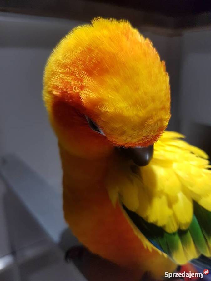 Konura słoneczna 3 letnia ręcznie karmiona