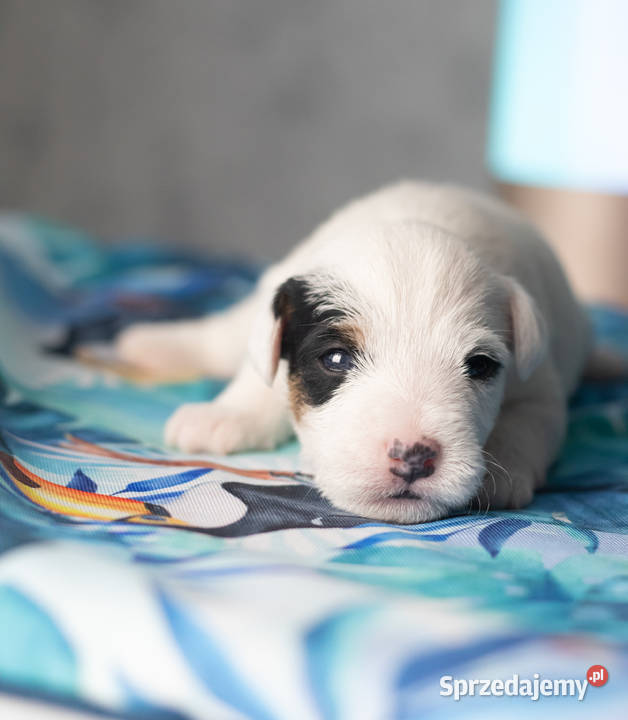 Szczenięta Parson Russell Terrier
