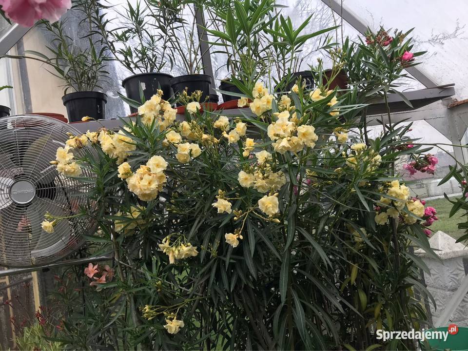 Oleander Rzozów sprzedam