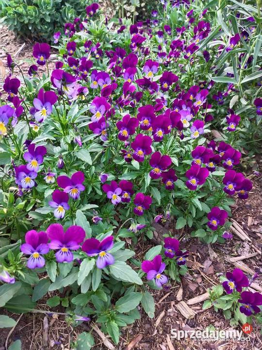 Bratki miniaturki Rabatowe śląskie