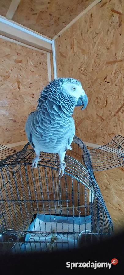 Sprzedam Żako kongijskie 3200 klatka LIMANOWA małopolskie