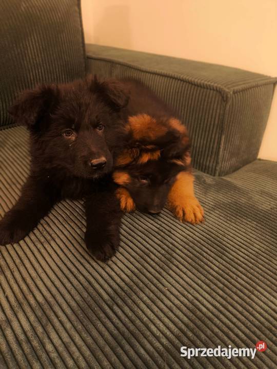 Sprzedam szczenięta owczarka niemieckiego Ukta