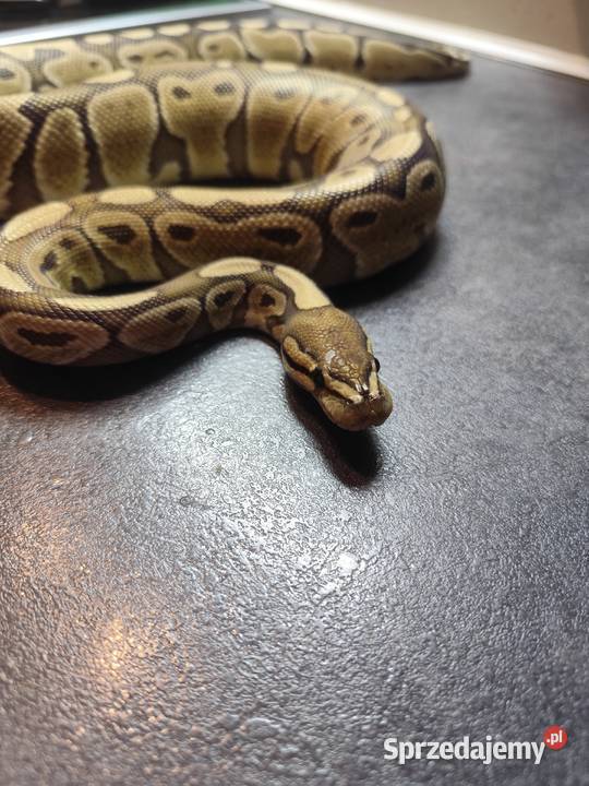 Pyton Królewski samica mazowieckie Pruszków