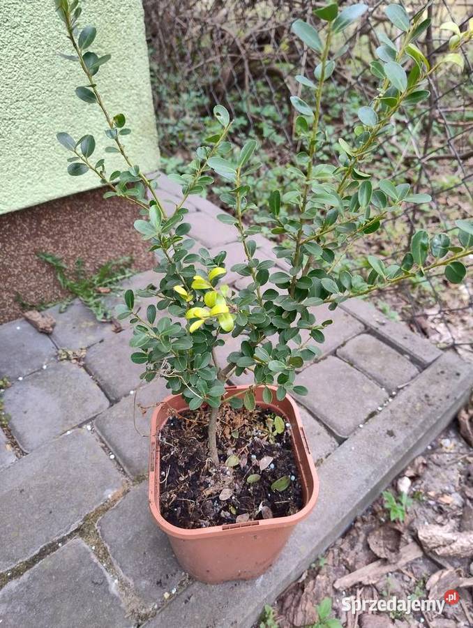 Rośliny do ogrodu z własnych nadwyżek Nisko