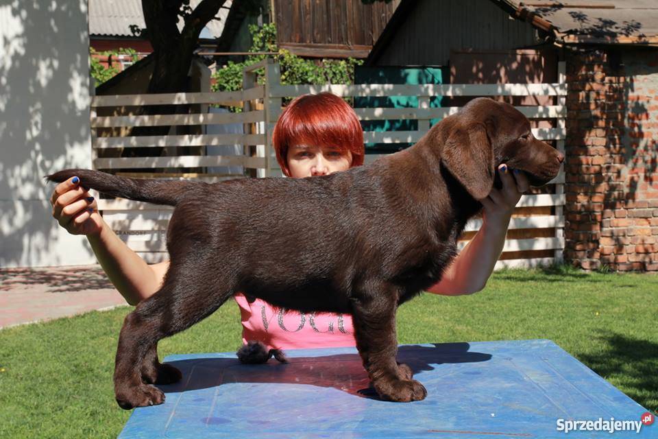 Czekoladowe szczenięta labrador retriever w mazowieckie Warszawa
