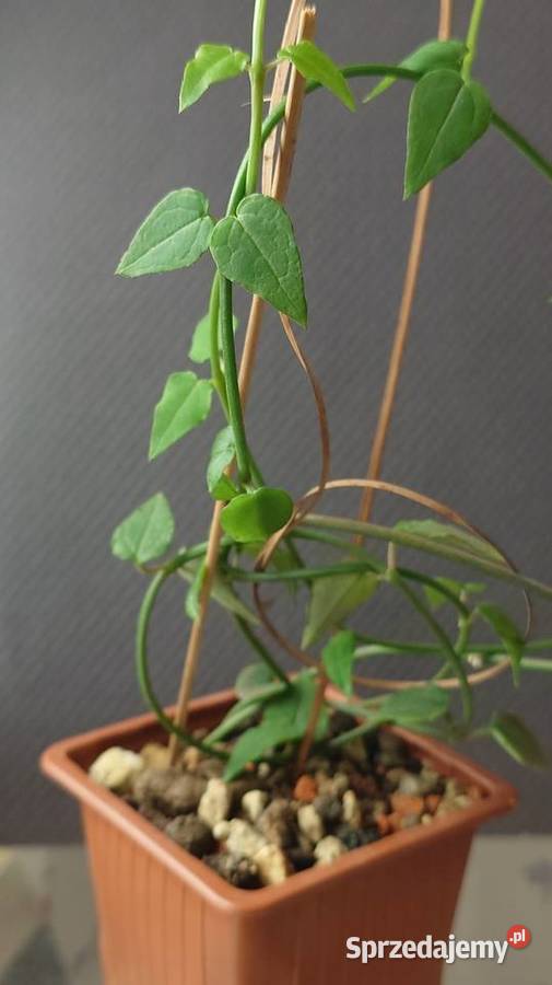 Ceropegia ciekawa odmiana roślina z kolekcji Warszawa