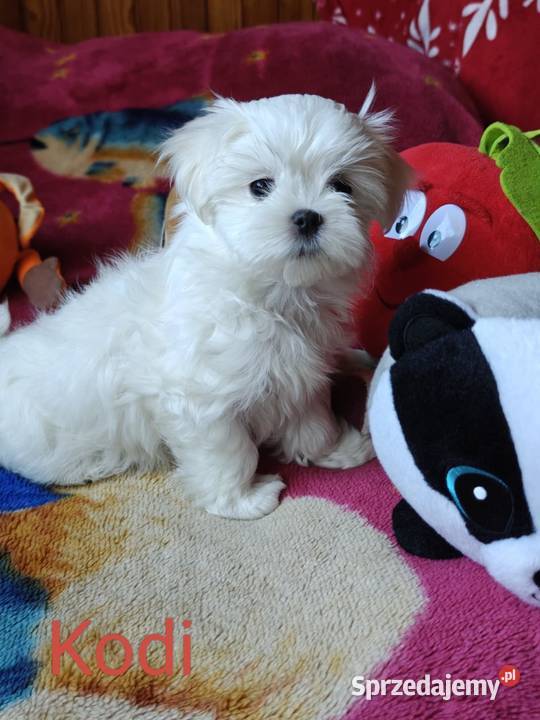 Piesek Maltańczyk Gotowy na zmianę domu Zwoleń