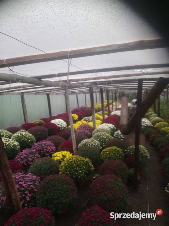 Chryzantemy drobnokwiatowe świętokrzyskie Wlonice