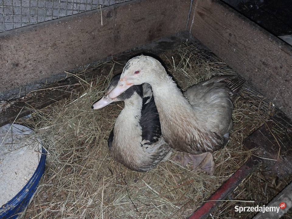 Kaczki francuskie Konin