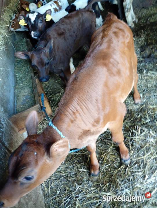 Cielęta do dalszego chowu Mzurowa