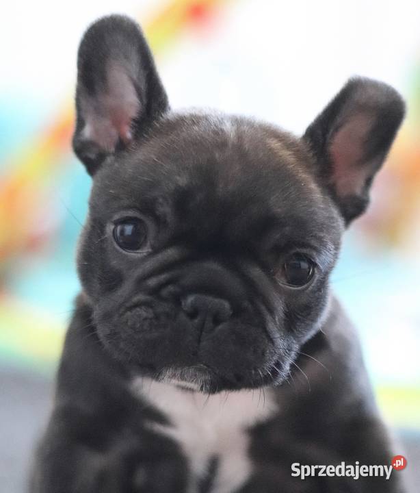 Buldog francuski ZKwP Świerklany