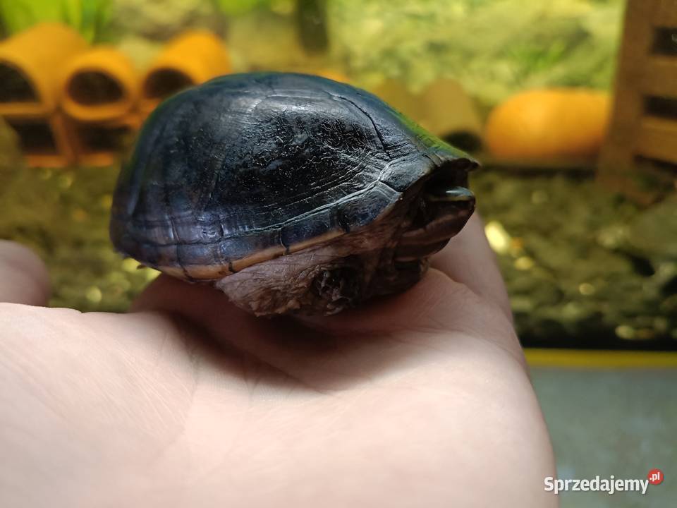 Piżmiki wonne Sternotherus odoratus zdrowe Jabłonka