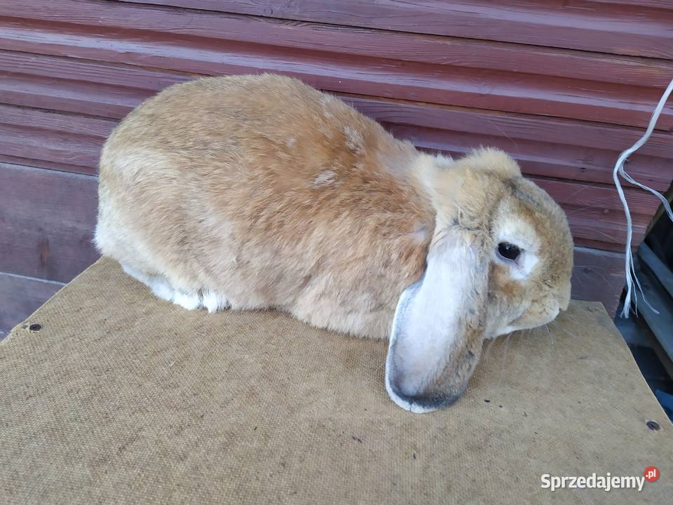 Królik Baran Francuski opolskie Olesno