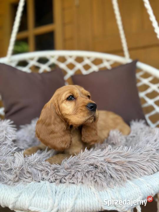 Piękny złoty piesek Cocker Spaniel Angielski Katowice
