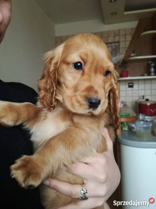 suczka cocker spaniel Kazimierza Wielka