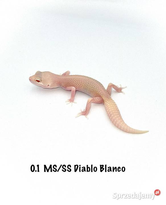 Kolorowe gekony lamparcie samce i samice Poznań