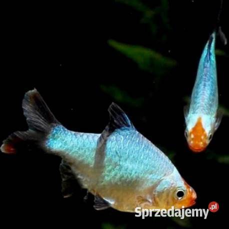 Brzanka sumatrzańska odmiana PLATYNOWA Puntigrus Ryby