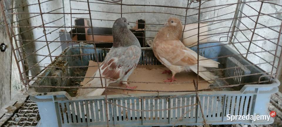 Sprzedam orliki lubelskie