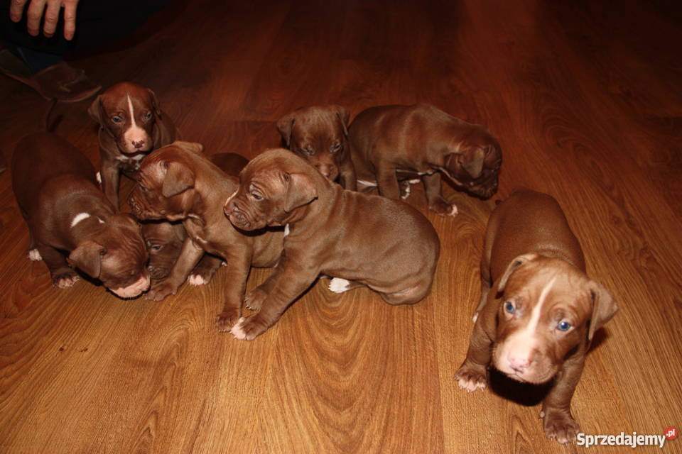 Szczenięta Pitbull Red Nose mazowieckie Płock