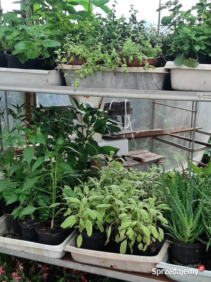 Rośliny ogrodowe i balkonowe Elbląg