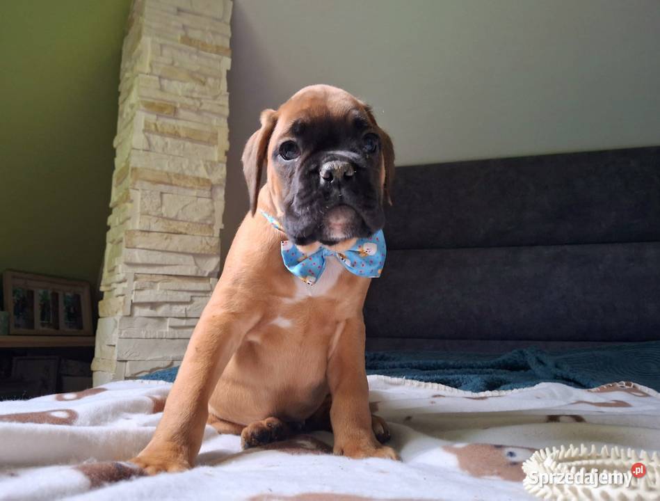 Bokser szczeniak ojciec Fci okazja Psy