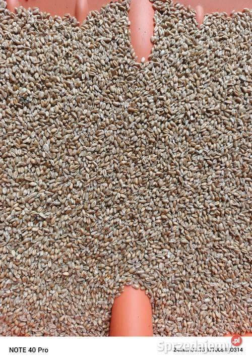 Pszenica Ozima łódzkie Paradyż