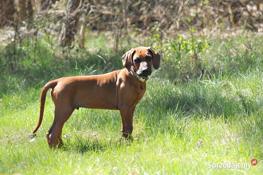 Szczenięta rhodesian ridgeback rodowodowe ZKwP podkarpackie Rzeszów