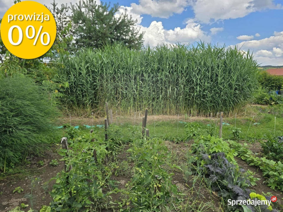 dom z dużą działką 350m2 Krasice