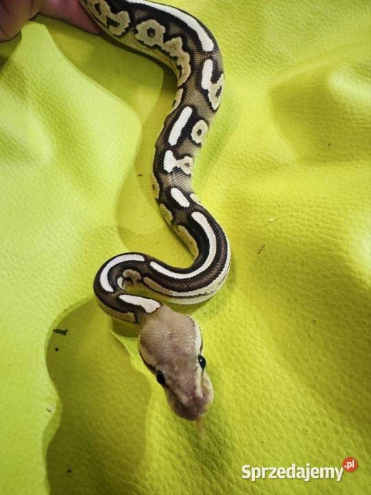 Pyton królewski samiec savannah cinnamon mojave Jastrzębie-Zdrój