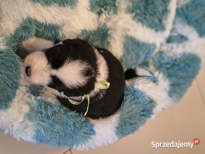 Bearded collie szczeniaki FCI Stargard