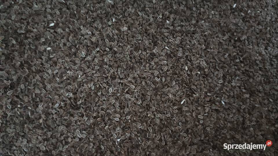 Nasiona ziarno kopru koper do ogórków Gowarzewo