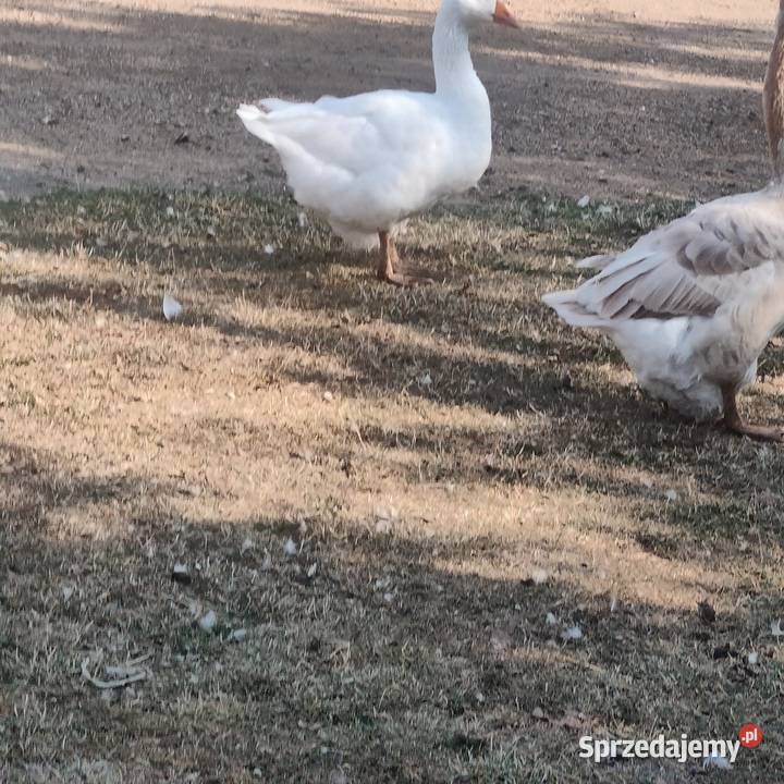 Sprzedam gęsi