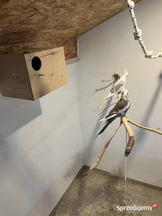 Papugi nierozłączki nimfy Mnichy Skrzyszów sprzedam