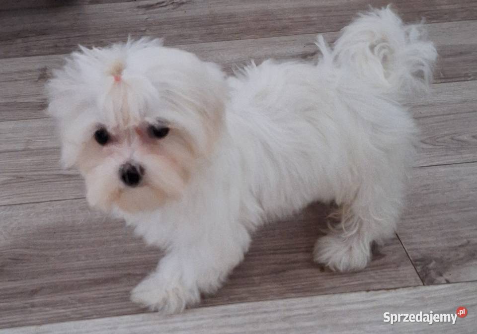 Maltanczyk szczeniak odchowana suczka z Gniezno