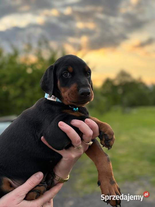 Doberman szczeniak z rodowodem lubelskie Biłgoraj sprzedam