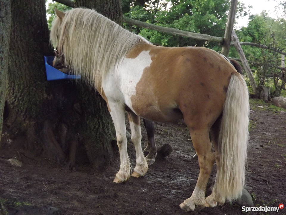 Kuc ogier izabelowatosrokaty z licencją 80pkt Bobolice