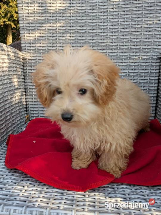 Piesek Maltipoo Szczaworyż sprzedam