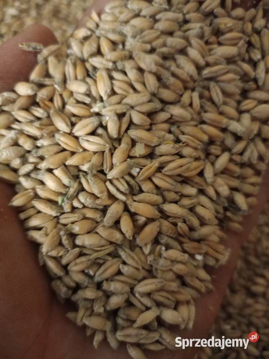 Pszenzyto świętokrzyskie Komórki sprzedam