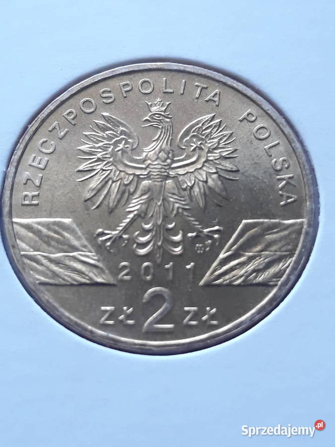 2 Borsuk 2011 rUNC wielkopolskie Konin