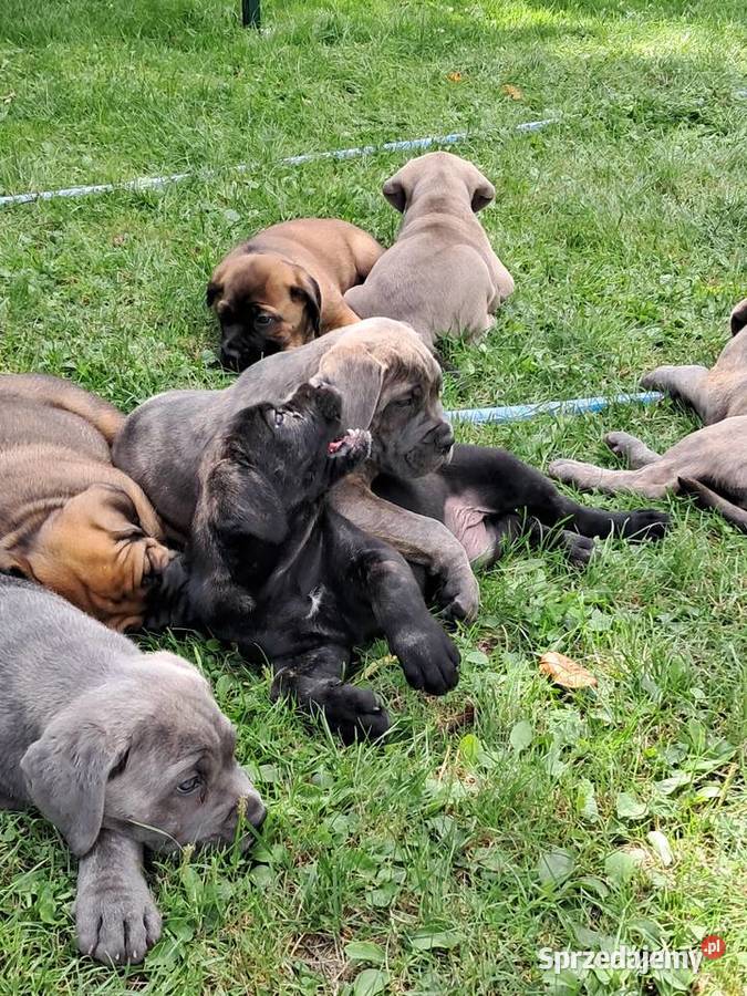 Urocze Cane Corso Ostrowiec Świętokrzyski
