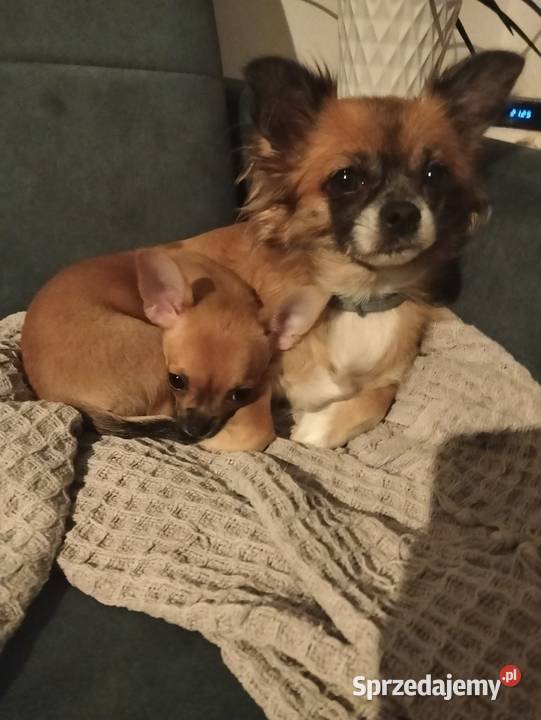 Biszkoptowa chihuahua Konin sprzedam
