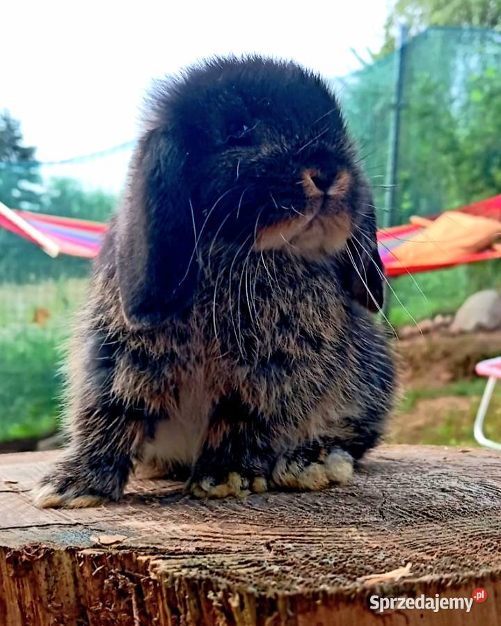 Cudowne kroliczki mini lop Poznań