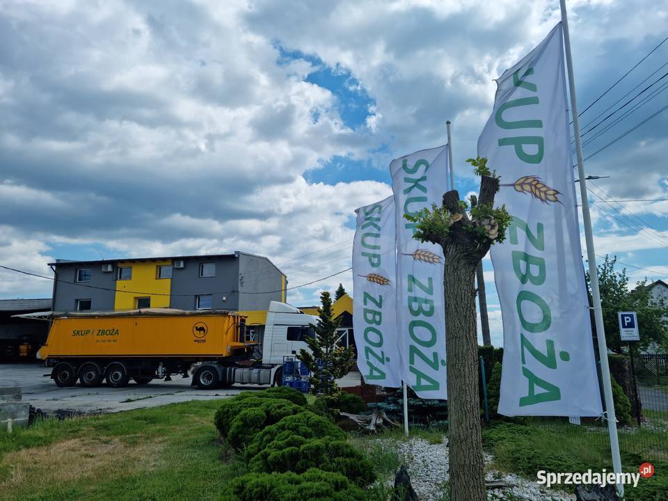 łubin gorzki słodki worki 25 Rośliny pastewne sprzedam