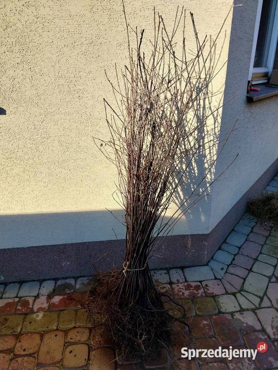 Kruszyna Pospolita sadzonki miododajne Liściaste Jasło