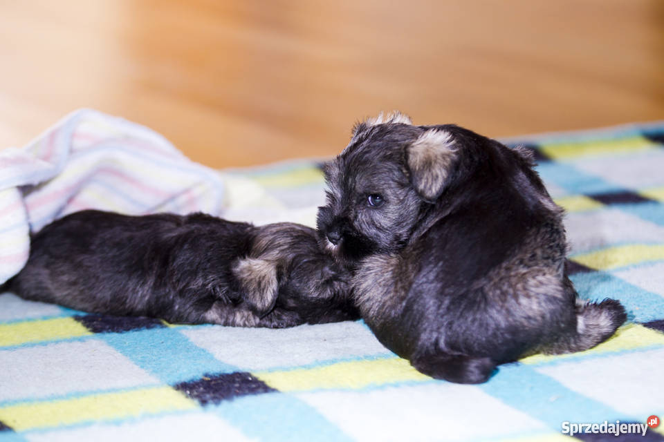 Szczeniaki Sznaucer Miniaturowy Pieprz i Sól sprzedam