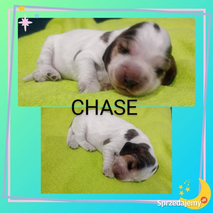 Cocker spaniel angielski łódzkie Krzyżanów