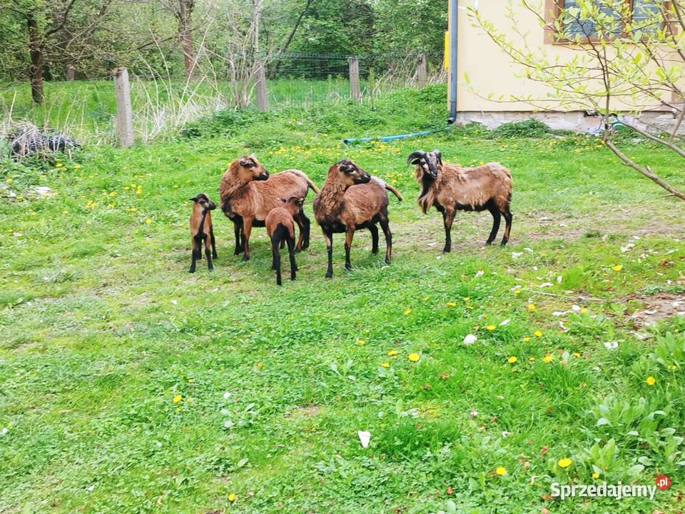 Owce kameruńskie tryk małe z matką Sterkowiec