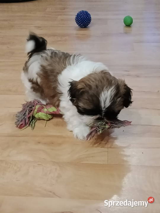 Szczeniaki Shih tzu Shih Tzu Pruchnik
